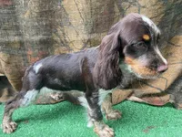 Iris, a female English Springer Spaniel for sale in Manning, SC – 2 of 2