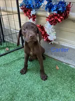 Canter, a male German Shorthaired Pointer for sale in Manning, SC – 1 of 2