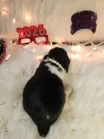 Sage, a female English Springer Spaniel for sale in Manning, SC – Photo 3 of 5