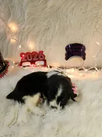 Sage, a female English Springer Spaniel for sale in Manning, SC – Photo 4 of 5