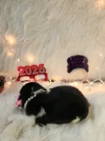 Sage, a female English Springer Spaniel for sale in Manning, SC – Photo 5 of 5