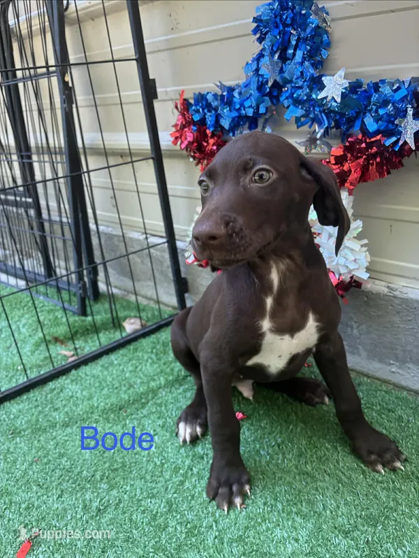 Bode – German Shorthaired Pointer puppy for sale in Manning, SC