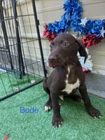 Bode, a male German Shorthaired Pointer for sale in Manning, SC – 1 of 2