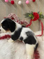 Becca, a female English Springer Spaniel for sale in Manning, SC – Photo 2 of 4