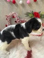 Becca, a female English Springer Spaniel for sale in Manning, SC – Photo 4 of 4