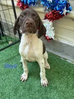 Skye, a female German Shorthaired Pointer for sale in Manning, SC – 1 of 2