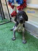 Alexis, a female German Shorthaired Pointer for sale in Manning, SC – 1 of 2