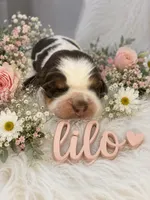 Lilo, a female English Springer Spaniel for sale in Manning, SC – 1 of 1