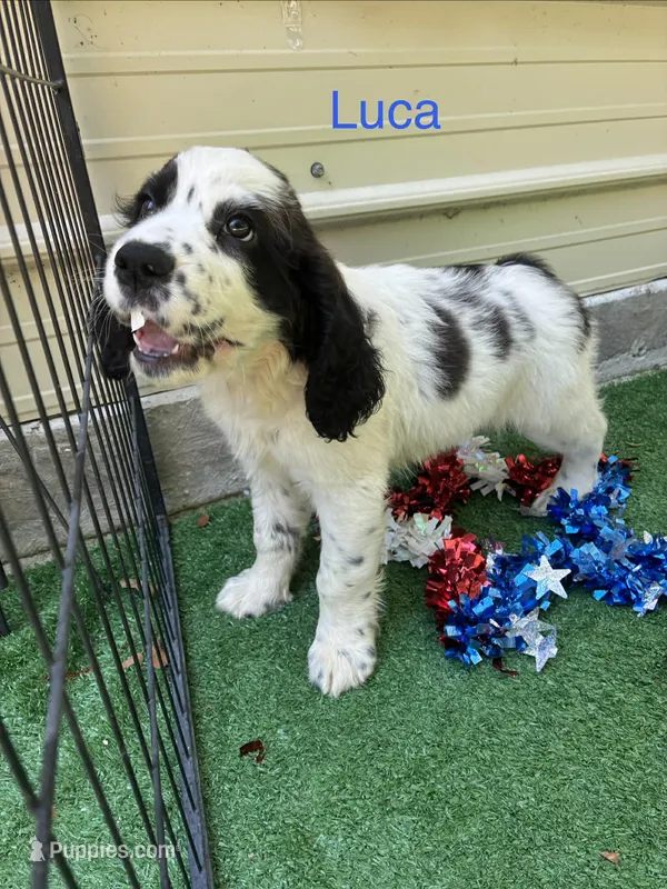 Luca  – English Springer Spaniel puppy for sale in Manning, SC
