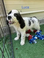 Luca , a male English Springer Spaniel for sale in Manning, SC – 1 of 1