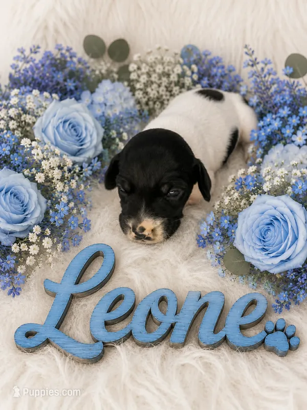 Leone – German Shorthaired Pointer puppy for sale in Manning, SC