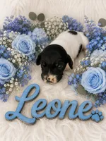 Leone, a male German Shorthaired Pointer for sale in Manning, SC – 1 of 1