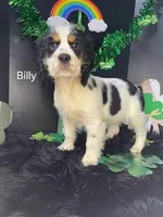 Billy, a male English Springer Spaniel for sale in Manning, SC – Photo 2 of 2