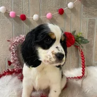 Billy, a male English Springer Spaniel for sale in Manning, SC – Photo 1 of 2