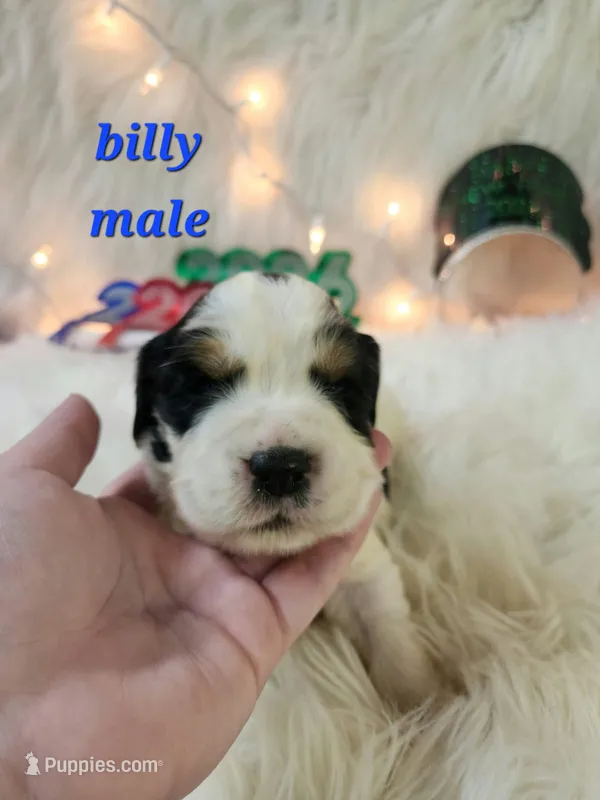 Billy