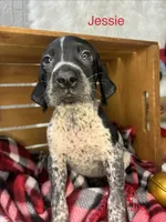 Jessie, a male German Shorthaired Pointer for sale in Manning, SC – 1 of 1