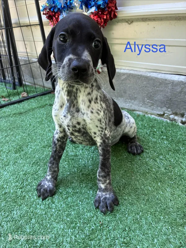 Alyssa – German Shorthaired Pointer puppy for sale in Manning, SC