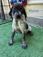 Alyssa, a female German Shorthaired Pointer for sale in Manning, SC – 1 of 2