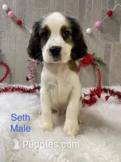 Seth