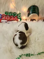 processed/ebf33cc4-de59-4a78-b02f-9f0558962b69/listing/e8217b62-dd1e-476e-8ddd-db8ad056759b/d5adeed4-1862-48de-99bb-c1eab349603d