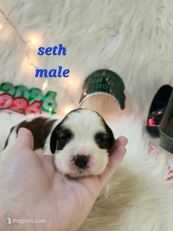 Seth