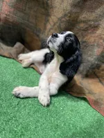 Blackbeard, a male English Springer Spaniel for sale in Manning, SC – 1 of 5