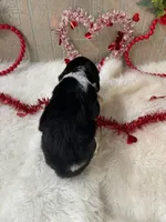 Rose, a female English Springer Spaniel for sale in Manning, SC – Photo 5 of 5