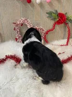 Rose, a female English Springer Spaniel for sale in Manning, SC – Photo 3 of 5