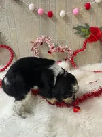 Rose, a female English Springer Spaniel for sale in Manning, SC – Photo 4 of 5