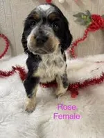 Rose, a female English Springer Spaniel for sale in Manning, SC – Photo 1 of 5