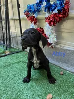 Abby, a female German Shorthaired Pointer for sale in Manning, SC – 1 of 2