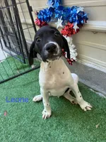 Mickey, a female German Shorthaired Pointer for sale in Manning, SC – 3 of 3