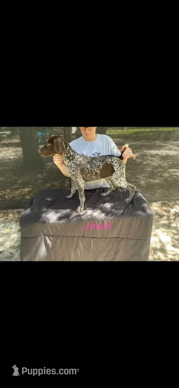 Jewel – German Shorthaired Pointer puppy for sale in Manning, SC