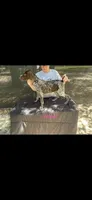 Jewel, a female German Shorthaired Pointer for sale in Manning, SC – 1 of 1