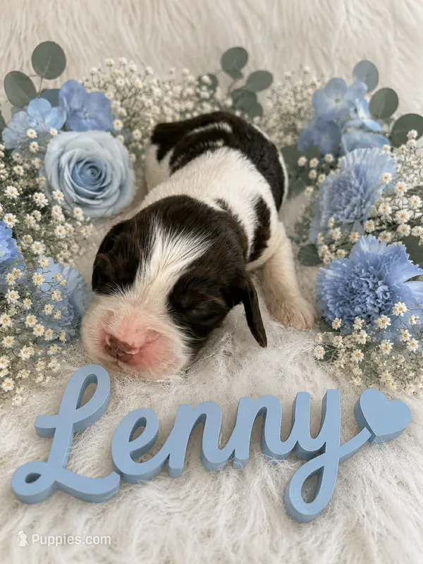 Lenny – English Springer Spaniel puppy for sale in Manning, SC