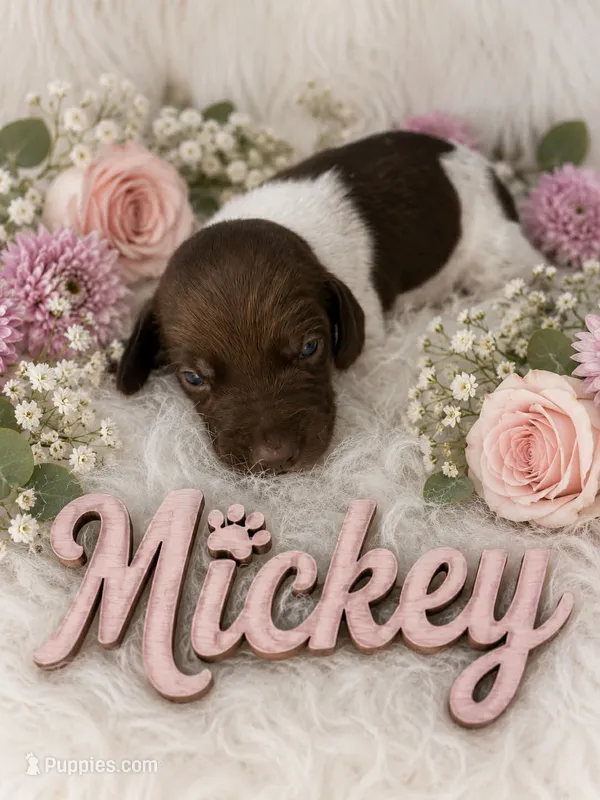 Mickey – German Shorthaired Pointer puppy for sale in Manning, SC