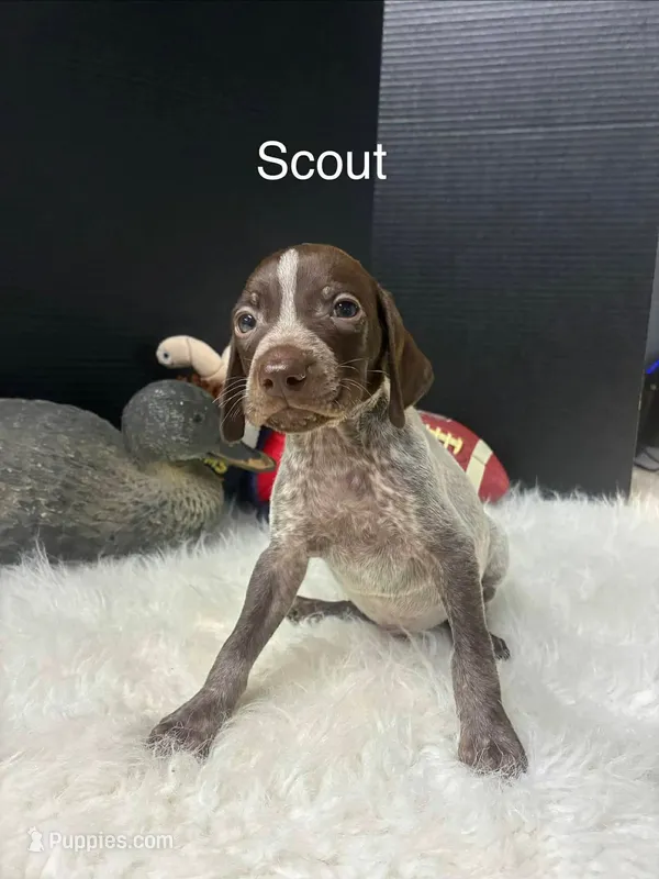 Scout – German Shorthaired Pointer puppy for sale in Manning, SC