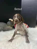 Scout, a male German Shorthaired Pointer for sale in Manning, SC – 1 of 1