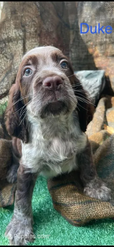 Duke – English Springer Spaniel puppy for sale in Manning, SC