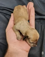 Mcbee, a male Miniature Dachshund for sale in Dover, OH – 2 of 4