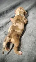 Bella, a female Miniature Dachshund for sale in Dover, OH – 3 of 5
