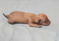 Pablo, a male Miniature Dachshund for sale in Dover, OH – 3 of 5