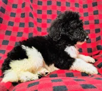 Jackson, a male Poodle - Multi-Colored Standard for sale in Dover, OH – 2 of 5