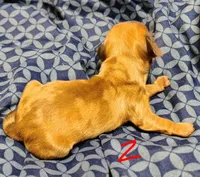 Redd, a male Miniature Dachshund for sale in Dover, OH – 2 of 5