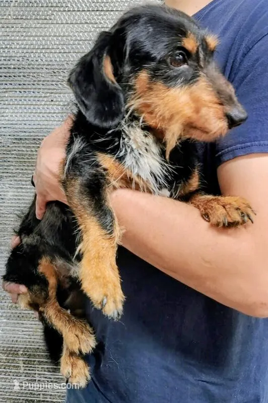 Wilbur – Miniature Dachshund puppy for sale in Dover, OH