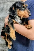 Wilbur, a male Miniature Dachshund for sale in Dover, OH – 1 of 2