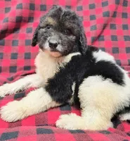 Kesha, a female Poodle - Multi-Colored Standard for sale in Dover, OH – 4 of 4