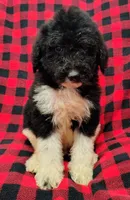 Jackson, a male Poodle - Multi-Colored Standard for sale in Dover, OH – 5 of 5