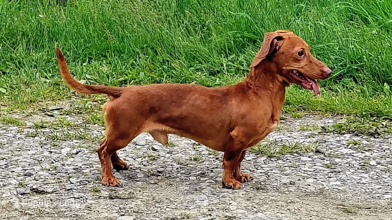Peanut – Miniature Dachshund puppy for sale in Dover, OH