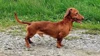 Peanut, a male Miniature Dachshund for sale in Dover, OH – 1 of 1